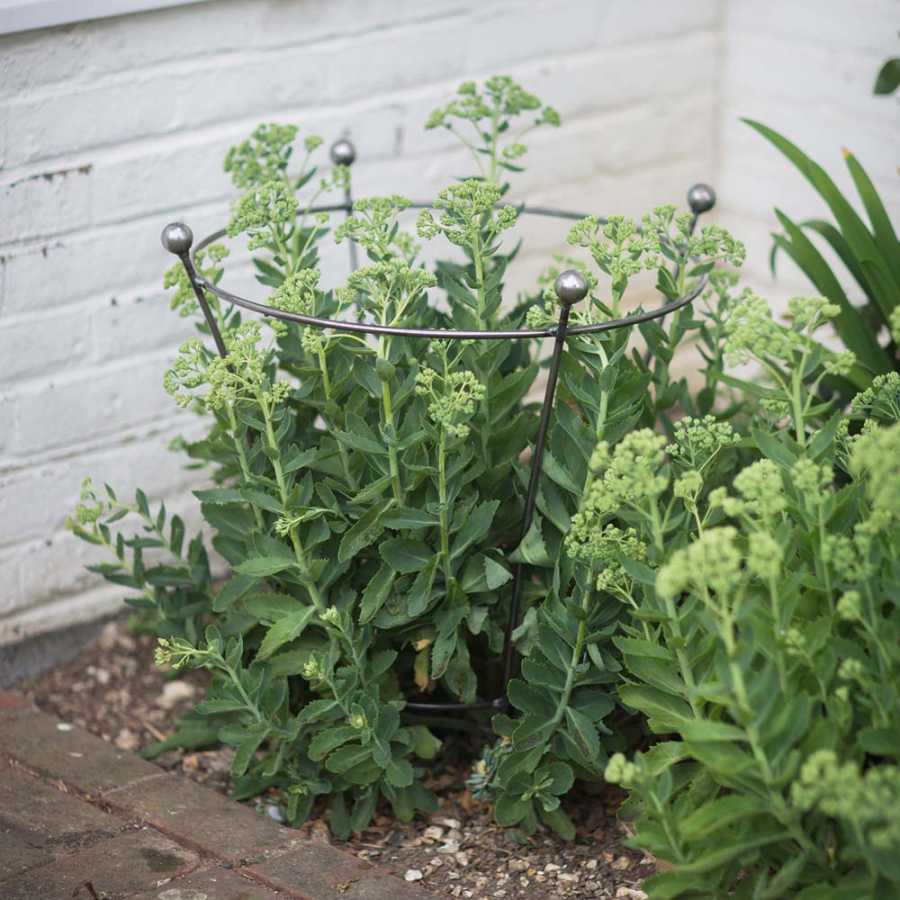 Garden Trading Barrington Flared Plant Support - Small