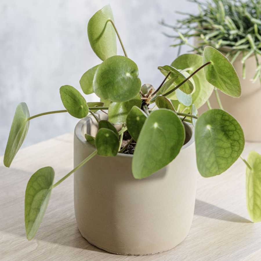 Medium Garden Trading Bamburgh Plant Pot - Cinnamon - Medium