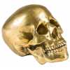 Seletti Wunderkammer Ornament - Human Skull